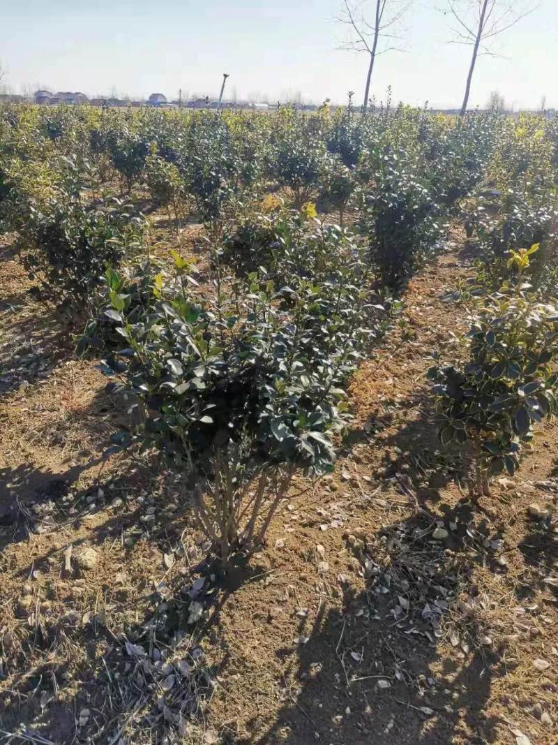 高50公分卫矛球价格 卫矛球种植基地图片