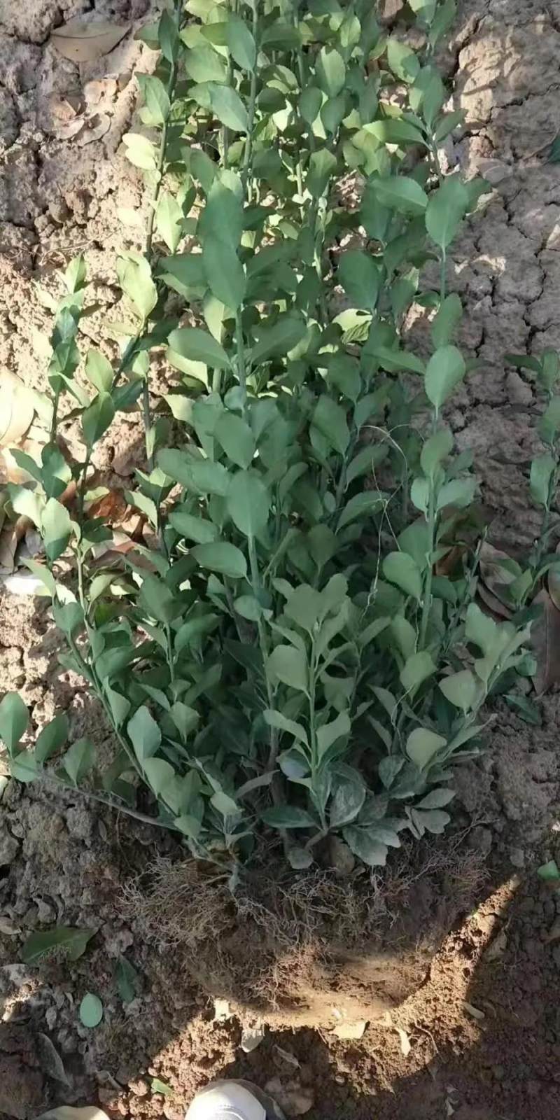 高50公分卫矛球价格 卫矛球种植基地图片