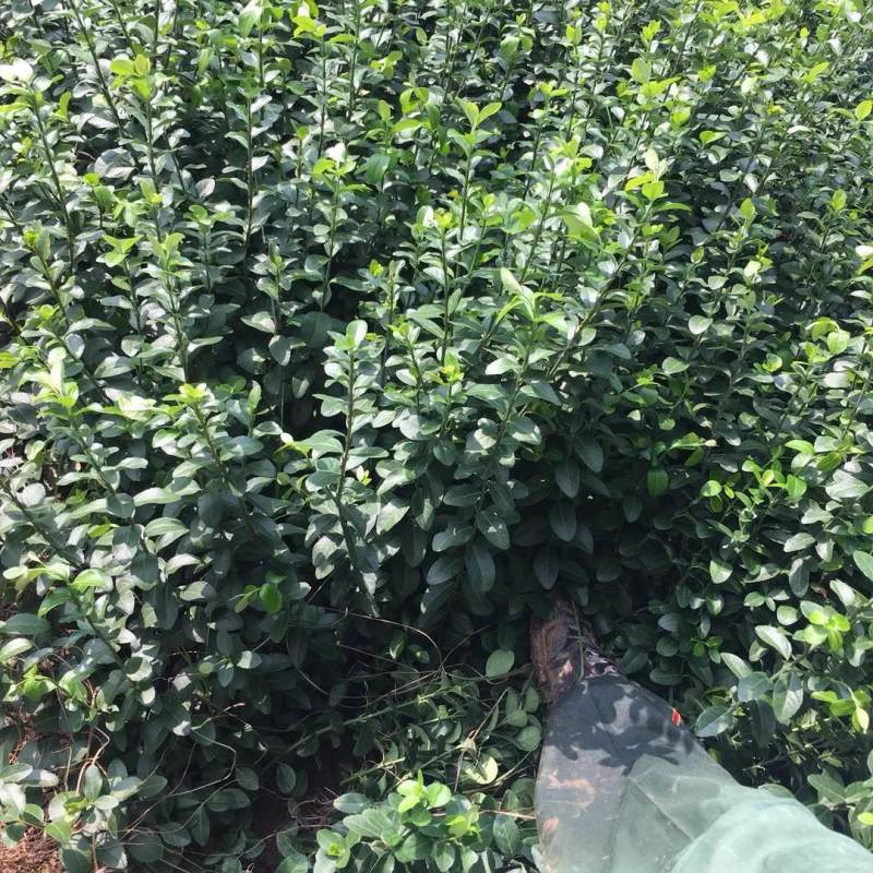 高50公分卫矛球价格 卫矛球种植基地图片