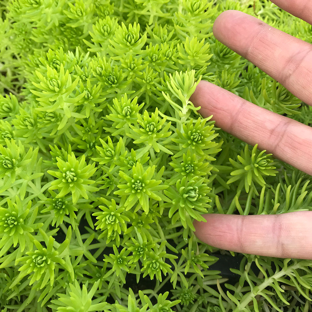 江苏黄金佛甲草基地