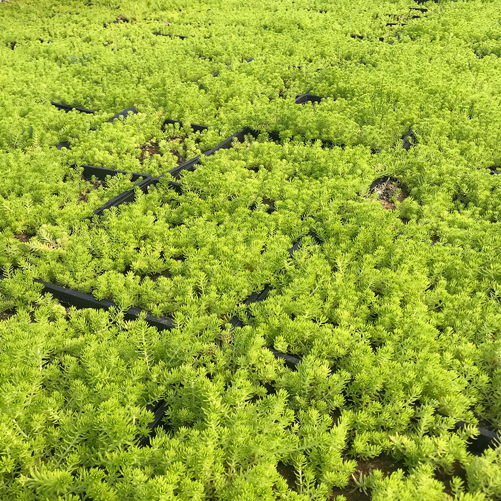 江苏黄金佛甲草基地