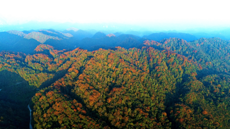 我国天然林面积增加3.23亿亩 蓄积增加53亿立方米