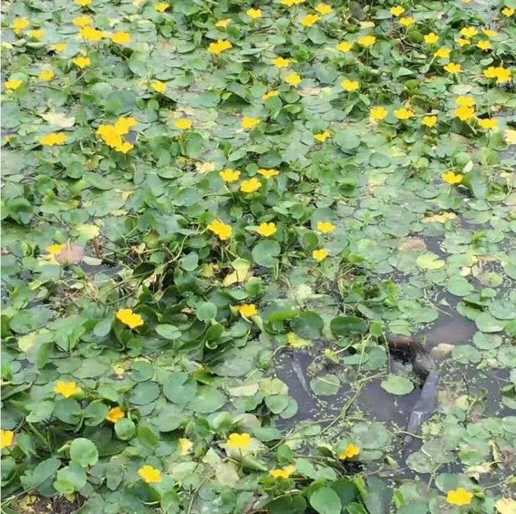 水生美人蕉