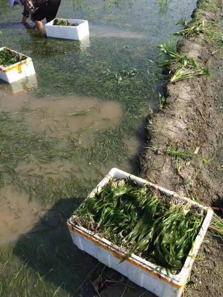 矮生苦草