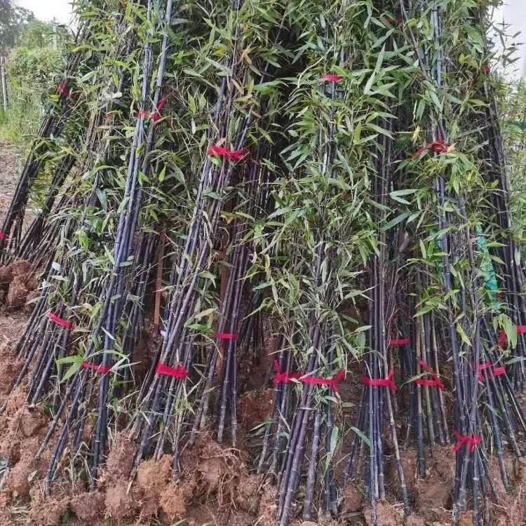 1-3公分紫竹 刚竹产地供应 金镶玉竹供应价格