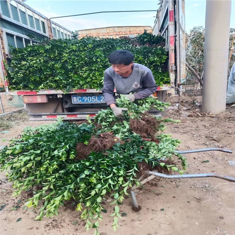 <strong>大叶黄杨小苗基地 大叶黄杨报价 大叶黄杨有卖 大叶黄杨现货供应</strong>