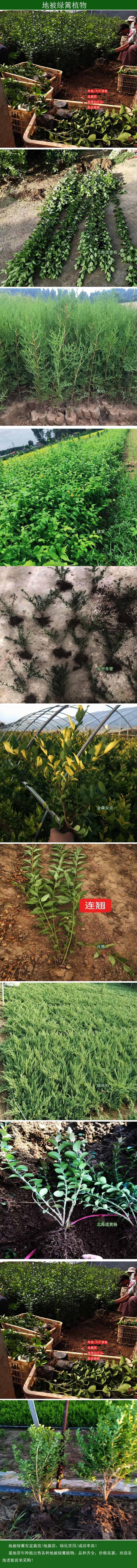 <strong>大叶黄杨小苗基地 大叶黄杨报价 大叶黄杨有卖 大叶黄杨现货供应</strong>