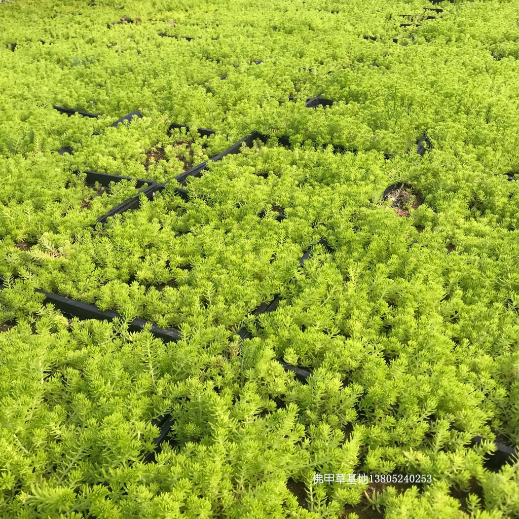 江苏黄金佛甲草基地