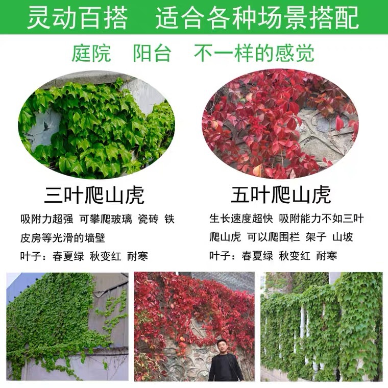 爬山虎 三叶五叶地锦爬墙虎苗攀援