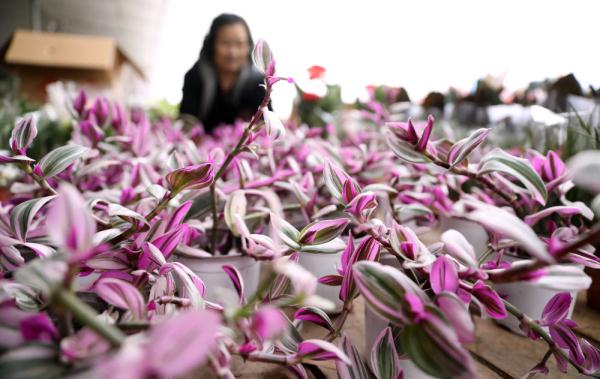 七彩“富农”花  绽放喜迎春