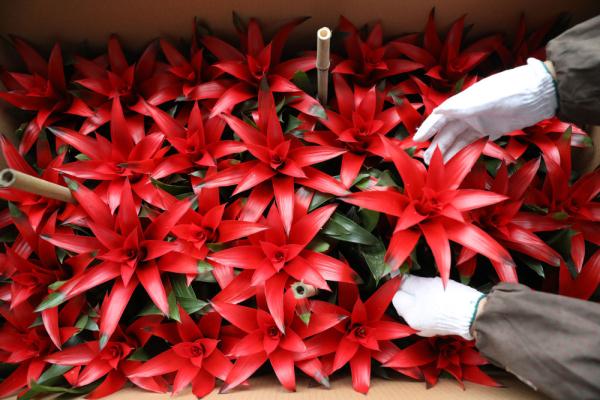 七彩“富农”花  绽放喜迎春