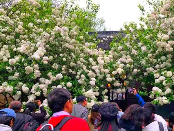 南京火遍全网的网红花卉，午朝门前盛开，引得无数人前去拍照打卡