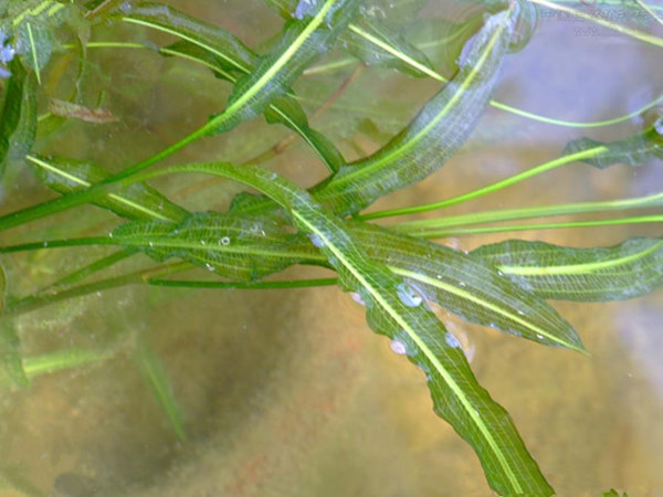 沉水植物马来眼子菜