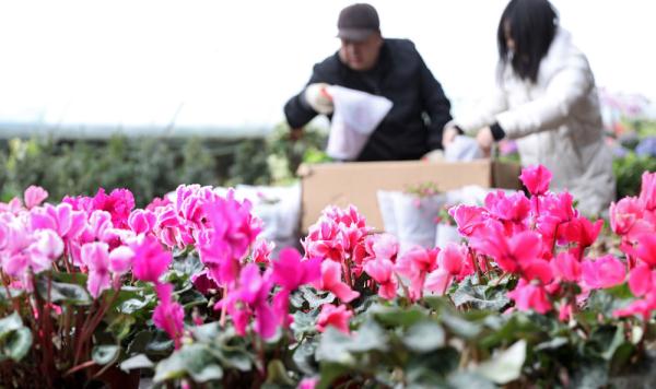 七彩“富农”花  绽放喜迎春