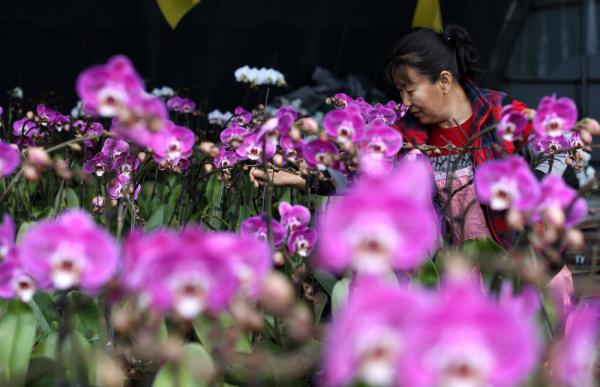 七彩“富农”花  绽放喜迎春