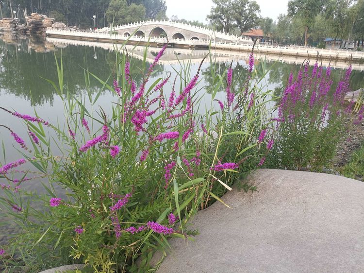 千屈菜