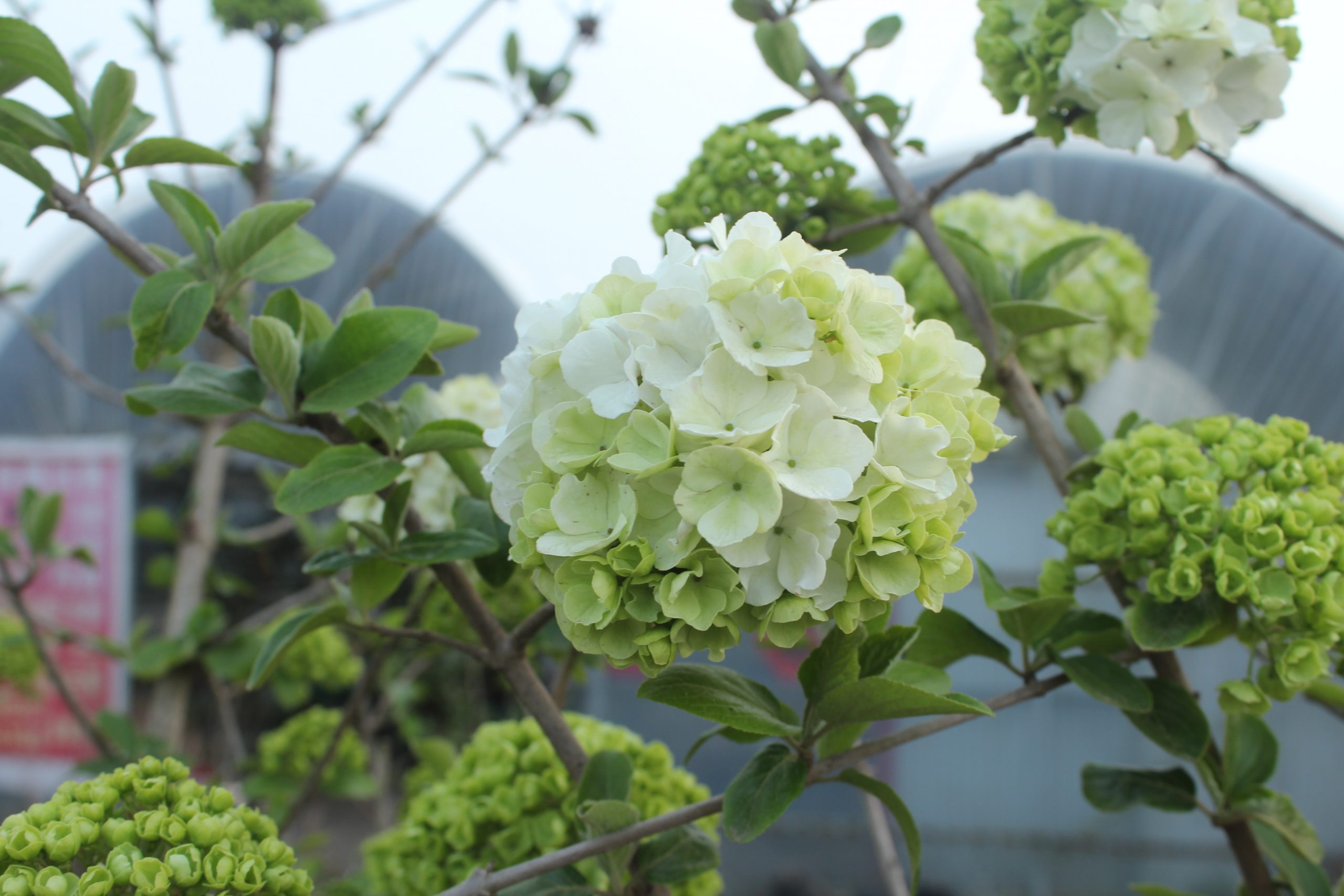 中国 算木花入　f2250224 1308.jpg