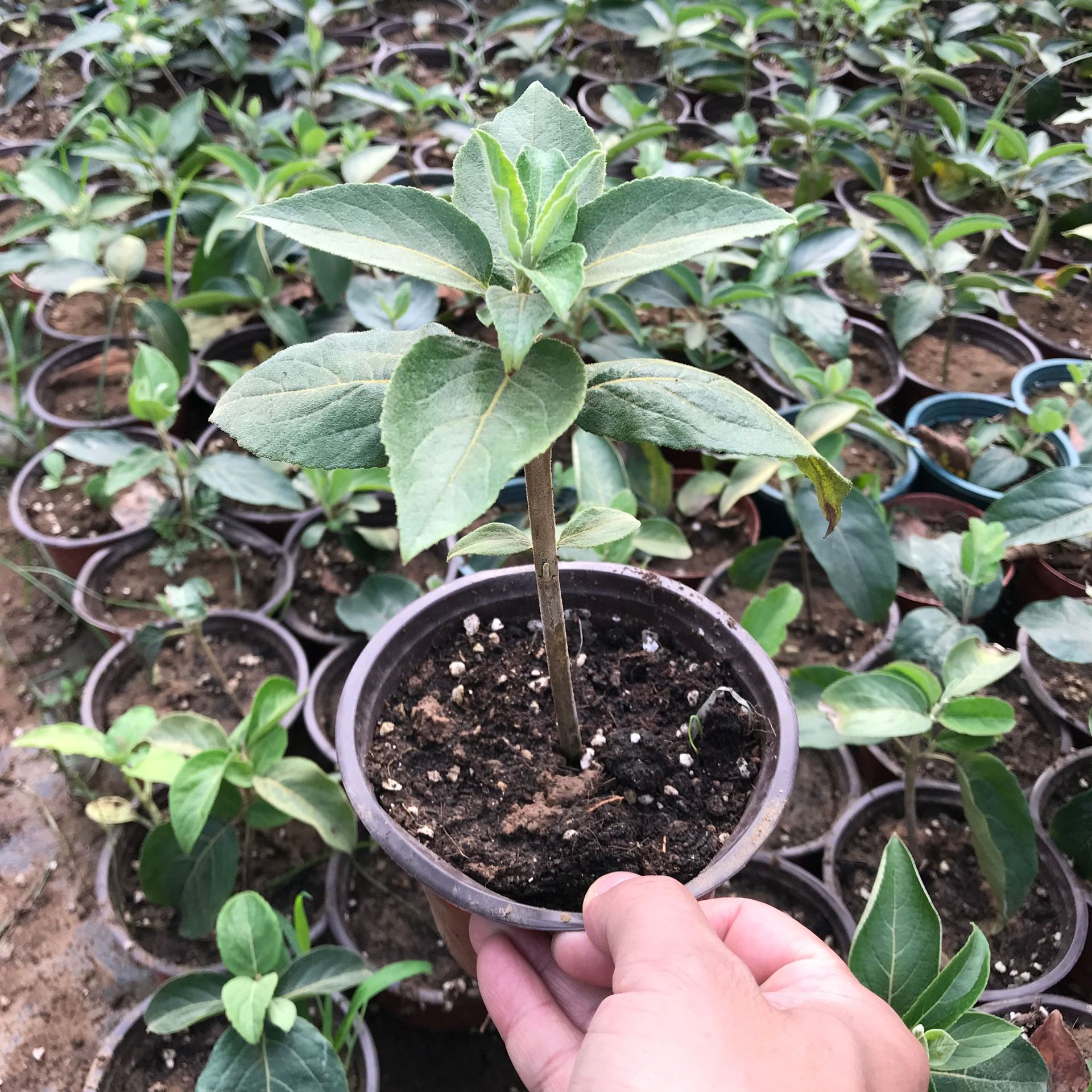 中华木绣球小苗价格