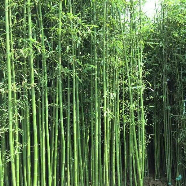 早园竹