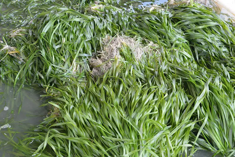 苦草