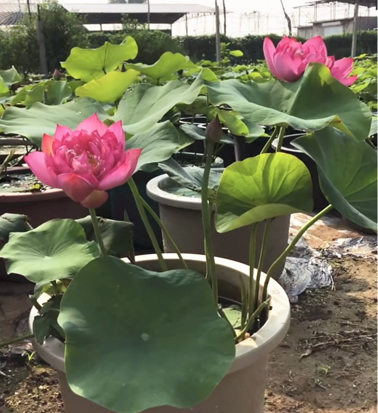 荷花<strong>种藕</strong>