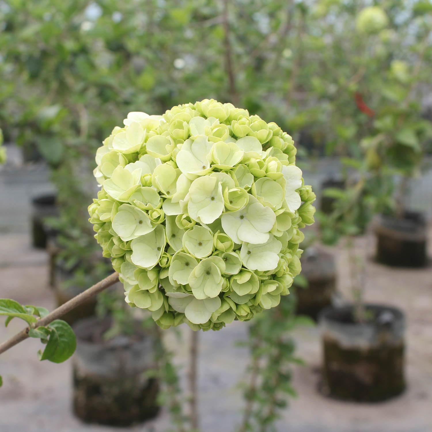 中国 算木花入　f2250224 中国黄金古法足银盘龙柱吊坠ZGHJ231841，亿园商城
