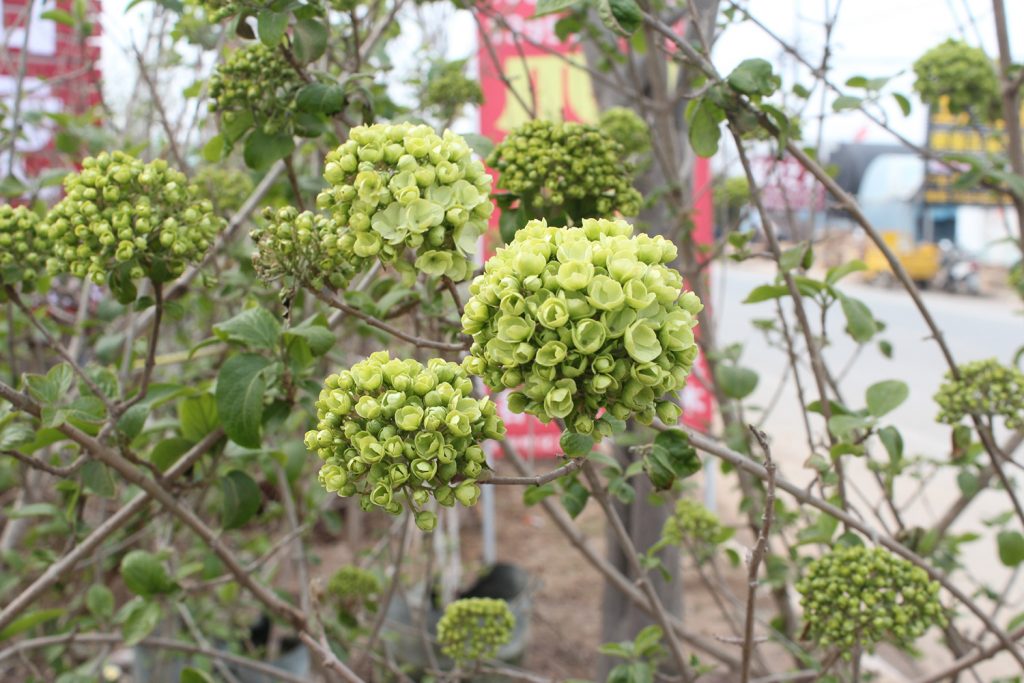 绣球花的产地在哪里