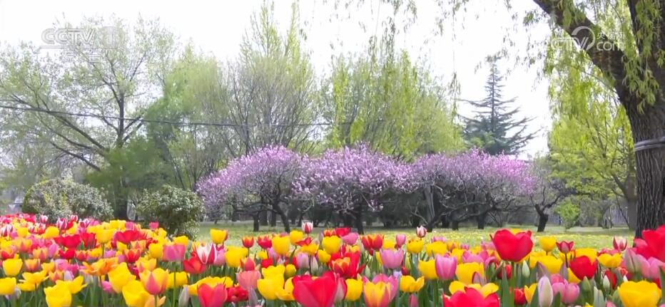 全国种苗花卉年产值超5000亿元 "美丽"经济绽放勃勃生机