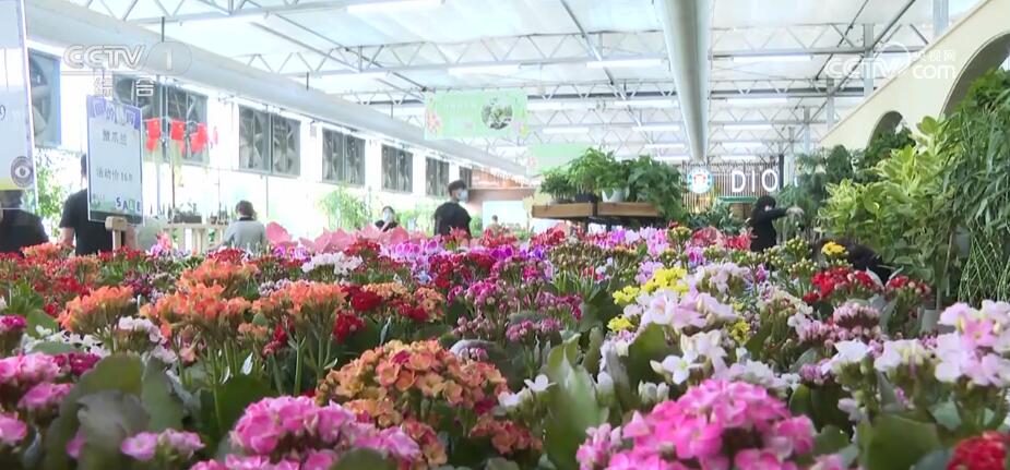 全国种苗花卉年产值超5000亿元 "美丽"经济绽放勃勃生机