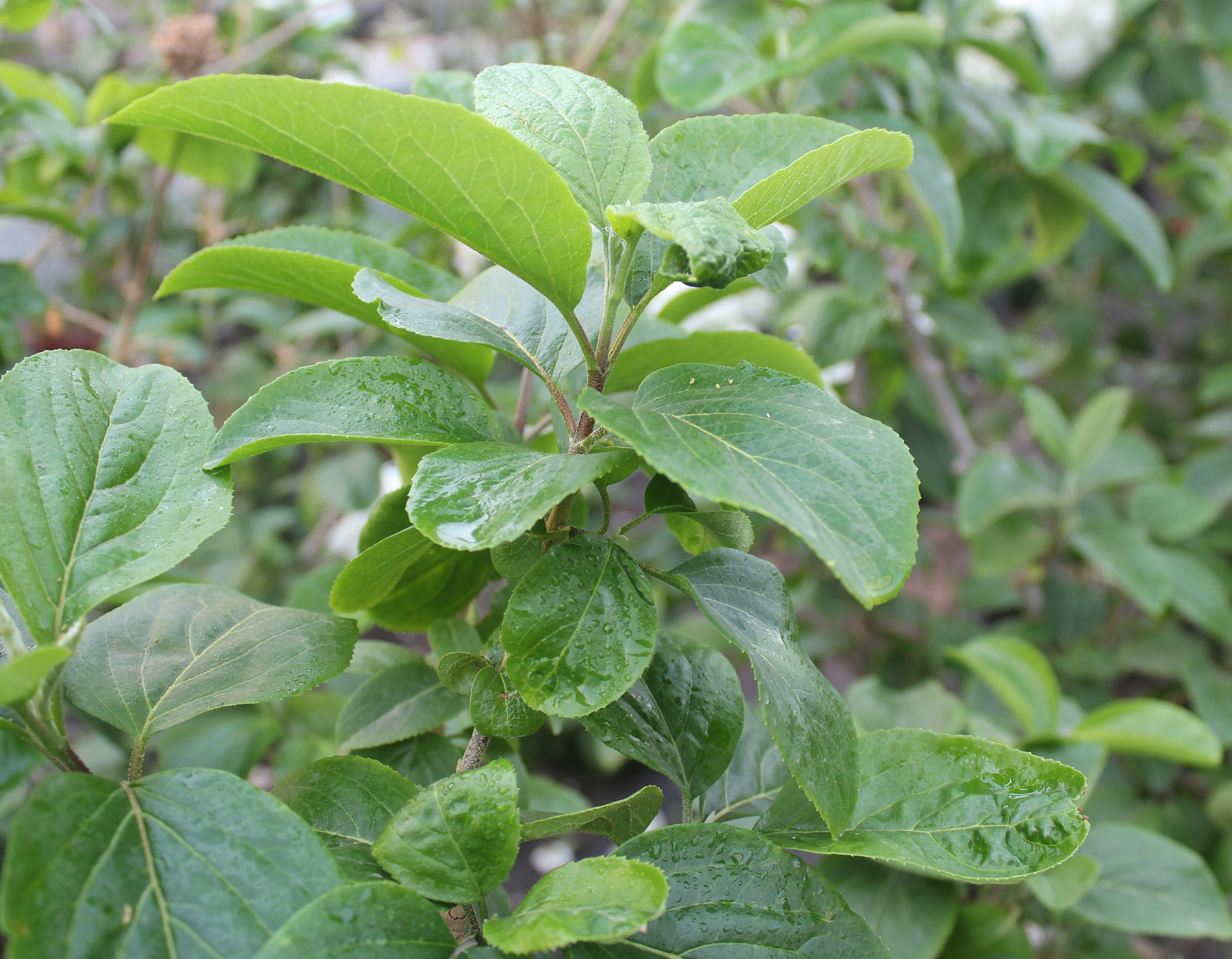 中华木绣球常见病虫害有哪些及防治方法_花卉网