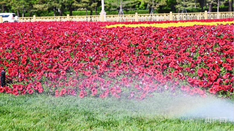 28万余株花卉装点北京天安门广场