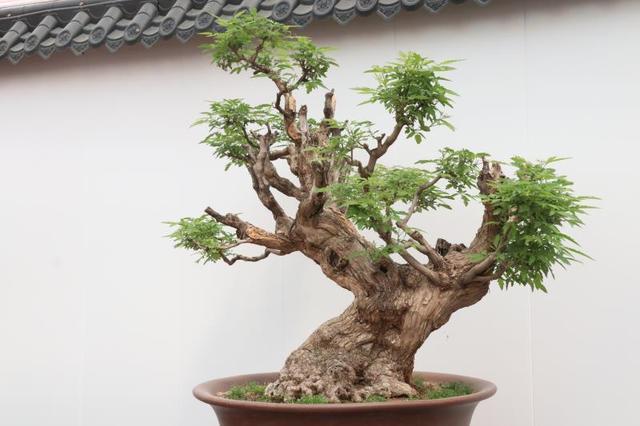 签订意向合同4.2亿元，第十八届泰山苗木花卉交易会开幕