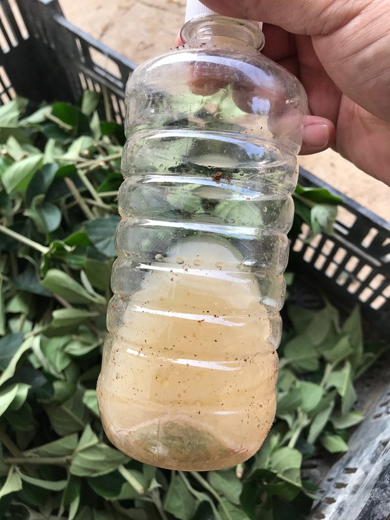 中华木绣球扦插繁殖