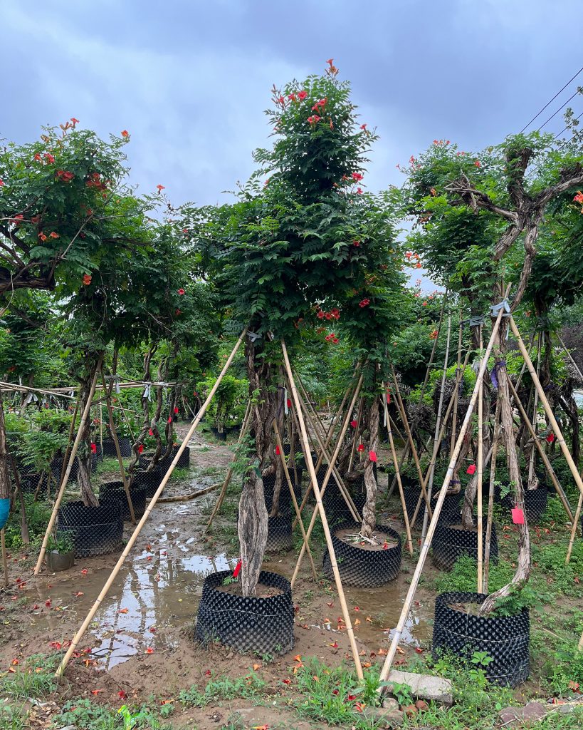 30年凌霄花价格