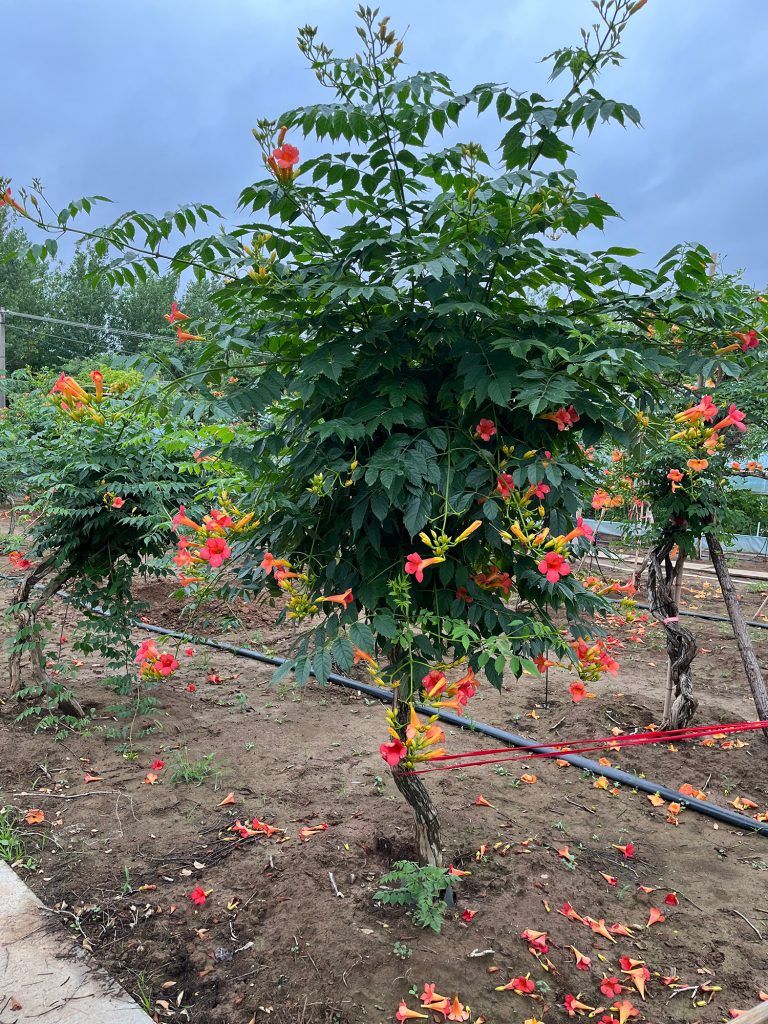 凌霄花的养殖方法和注意事项，掌握4个技巧，开出花墙超绚烂