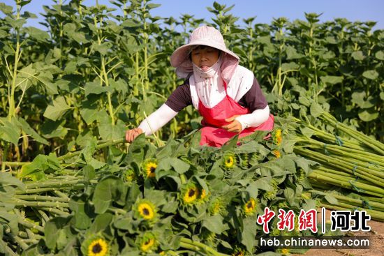 工人捆扎鲜切向日葵。 张曾良 摄