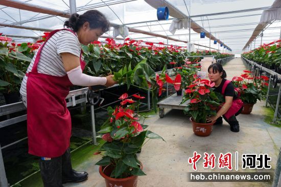 河北定兴花卉产业年产值达1.2亿元
