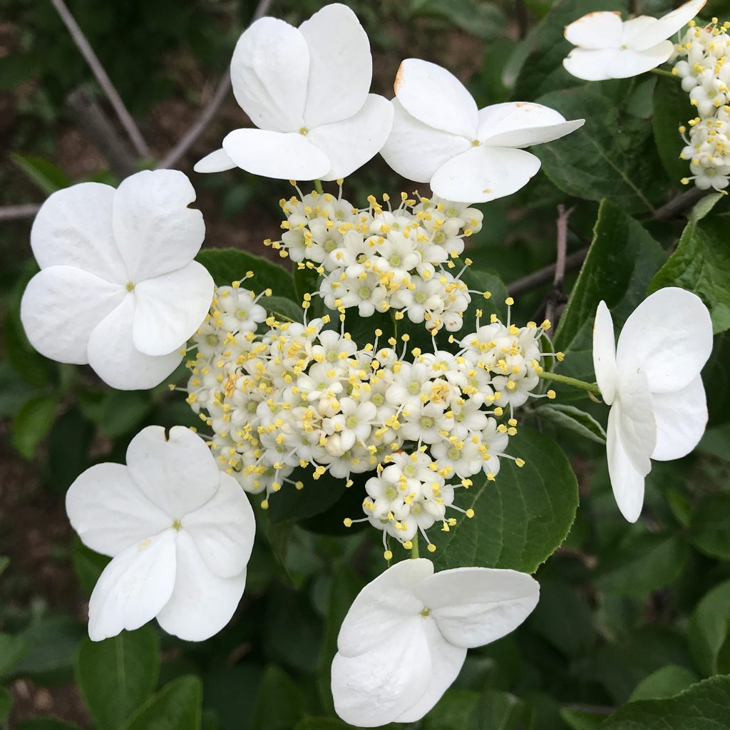 琼花 Viburnum macrocephalum Fort.f.keteleeri