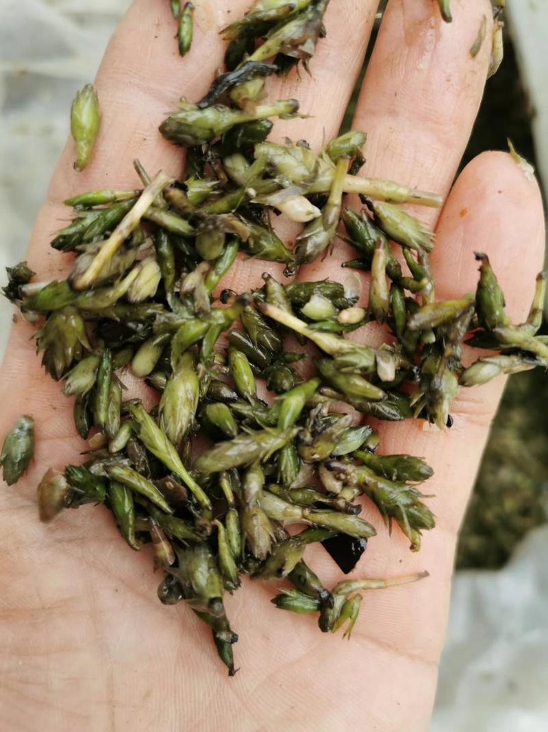 轮叶黑藻芽孢水草节节草耐高温灯笼泡养殖专用