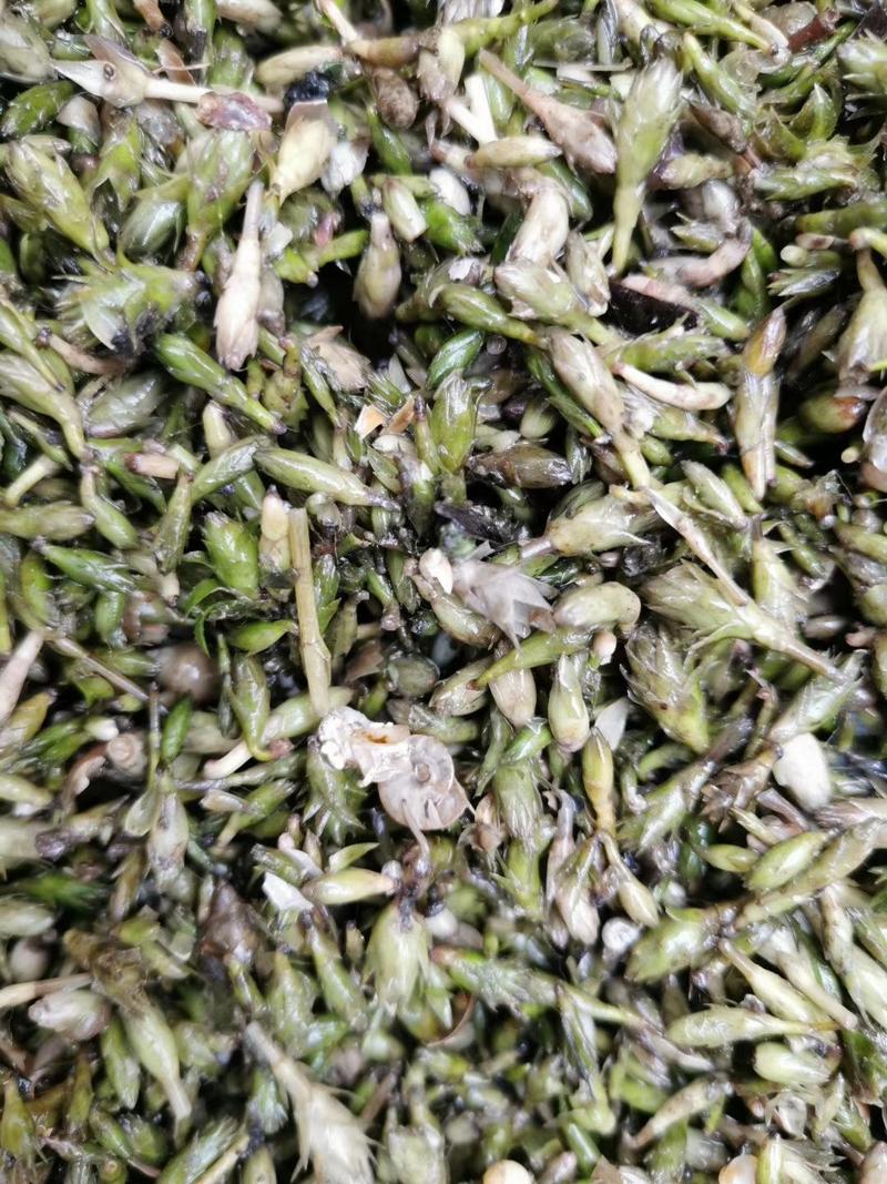 轮叶黑藻芽孢水草节节草耐高温灯笼泡养殖专用
