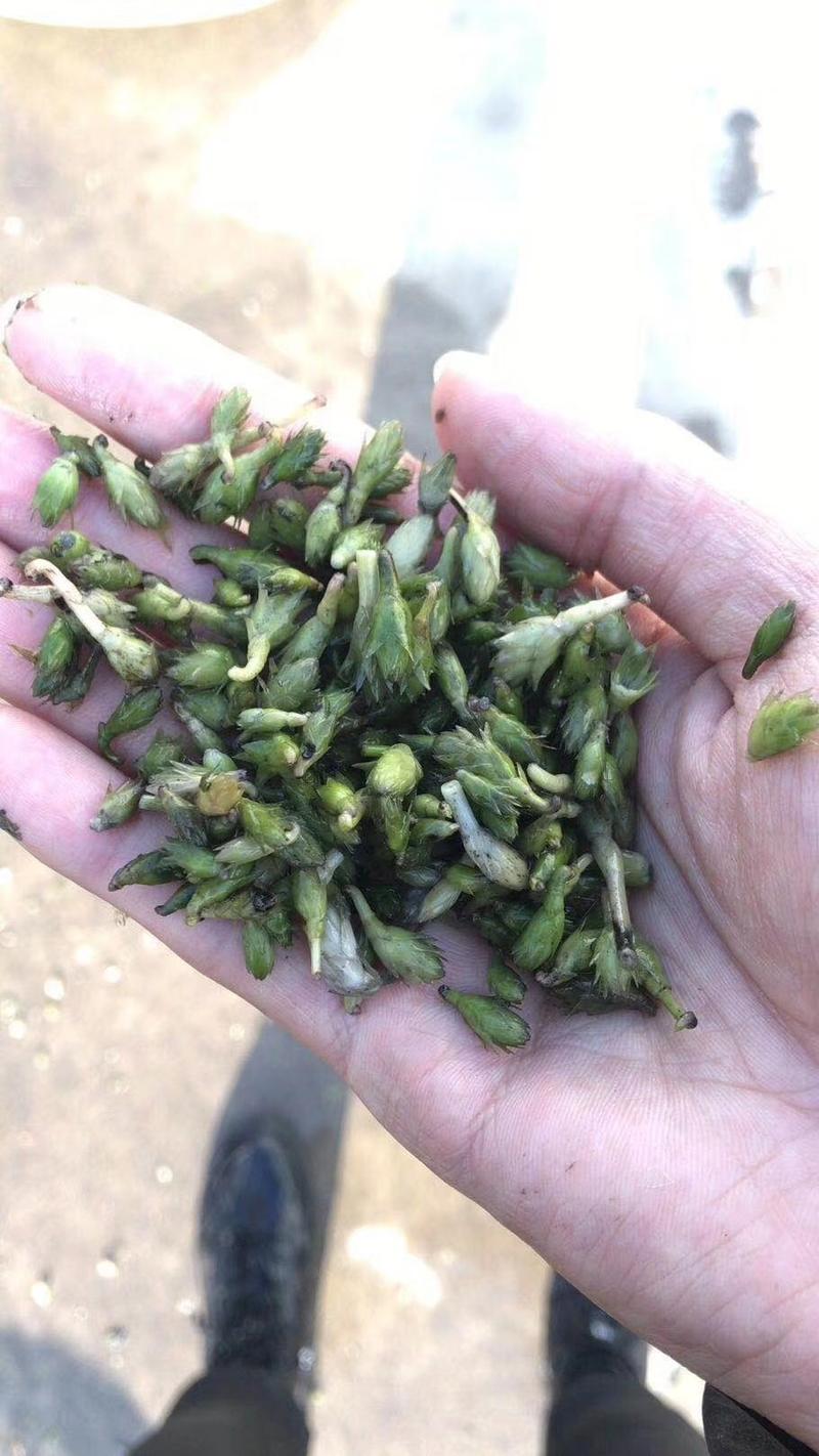 轮叶黑藻芽孢水草节节草耐高温灯笼泡养殖专用