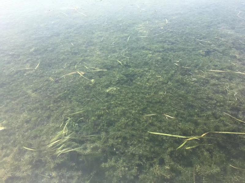 轮叶黑藻芽孢水草节节草耐高温灯笼泡养殖专用