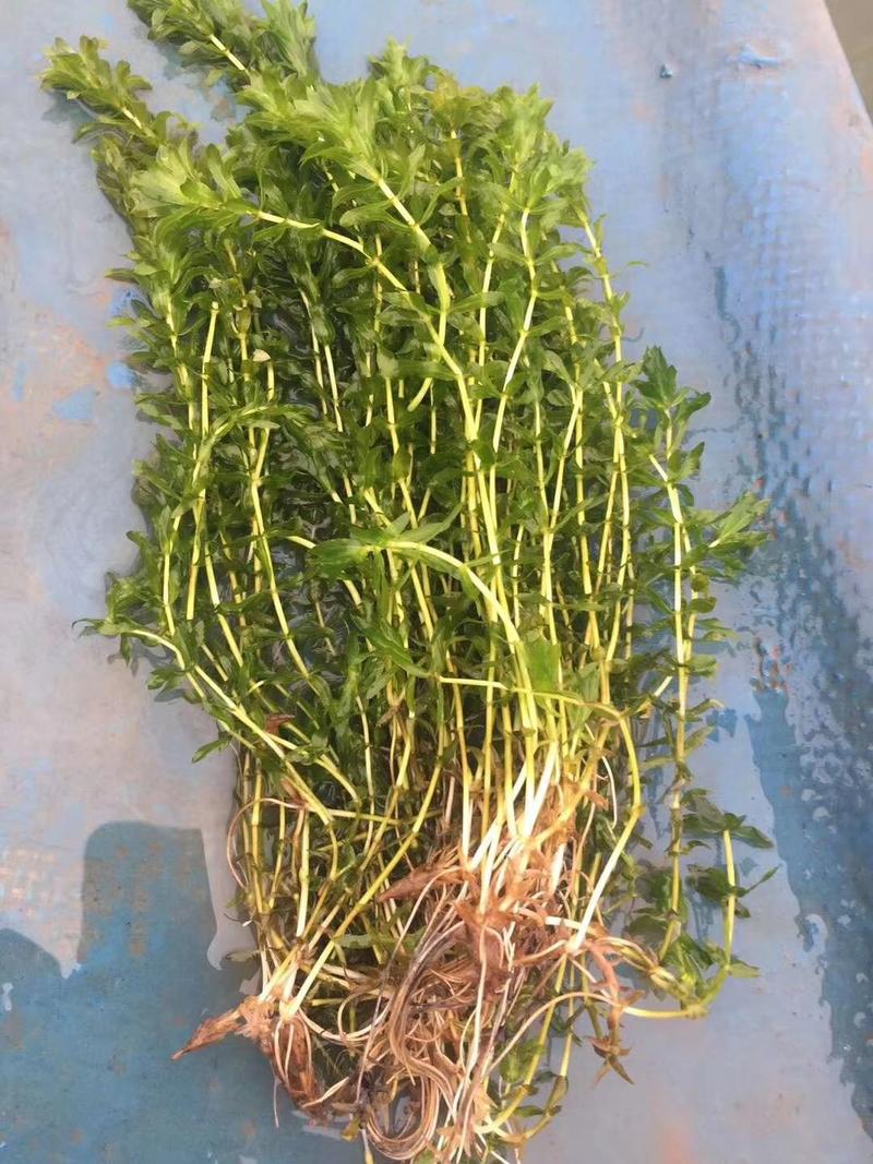轮叶黑藻芽孢水草节节草耐高温灯笼泡养殖专用