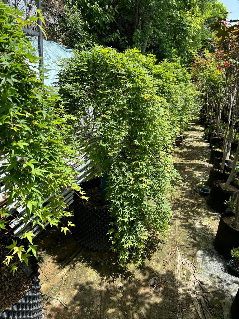 斜飘流泉枫树哪里可以买到？