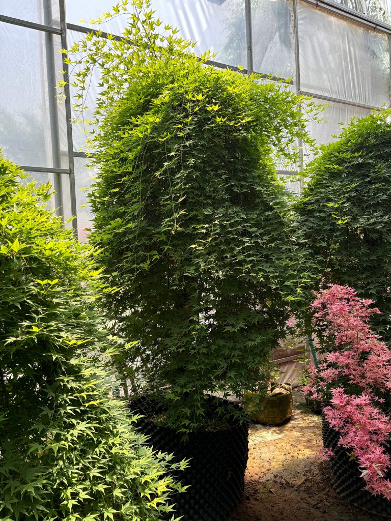 斜飘流泉枫树哪里可以买到？