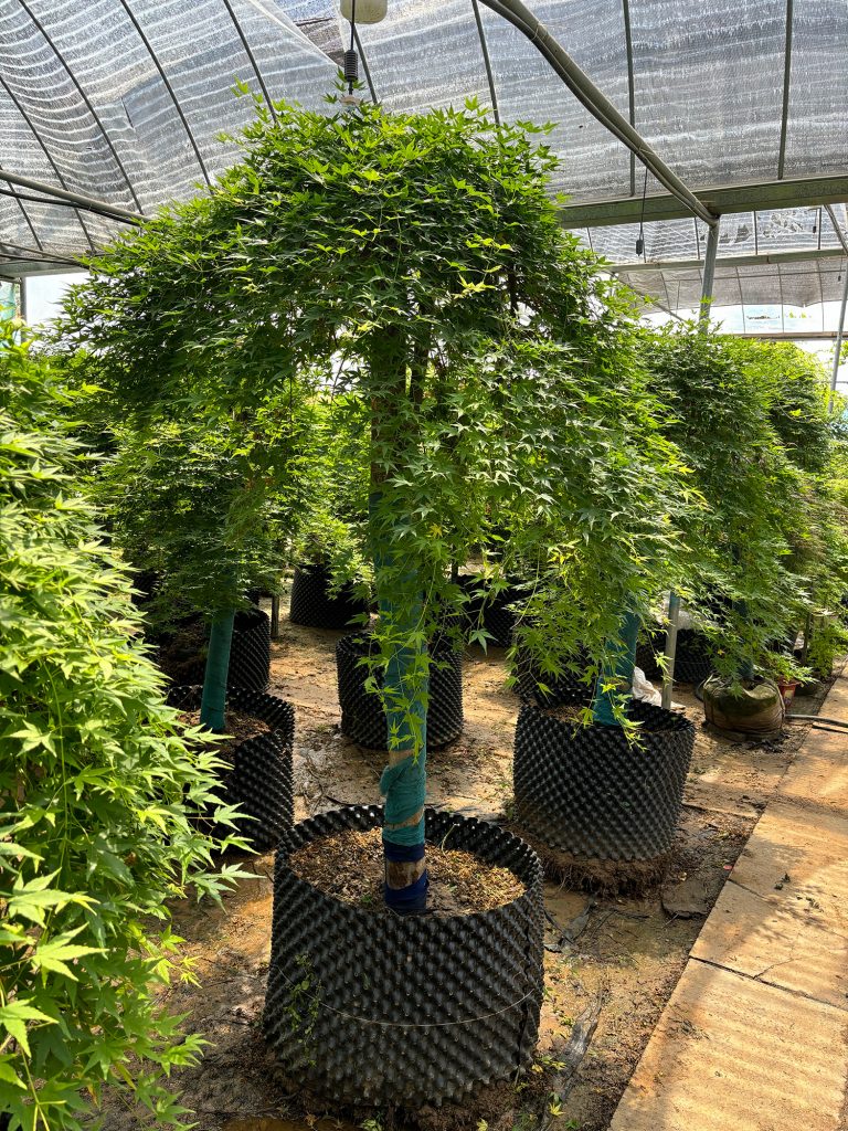 斜飘流泉枫树哪里可以买到？