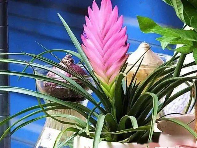 365种常见花卉图谱 