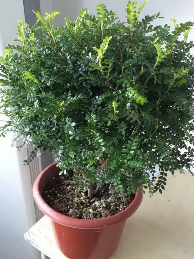 365种常见花卉图谱 
