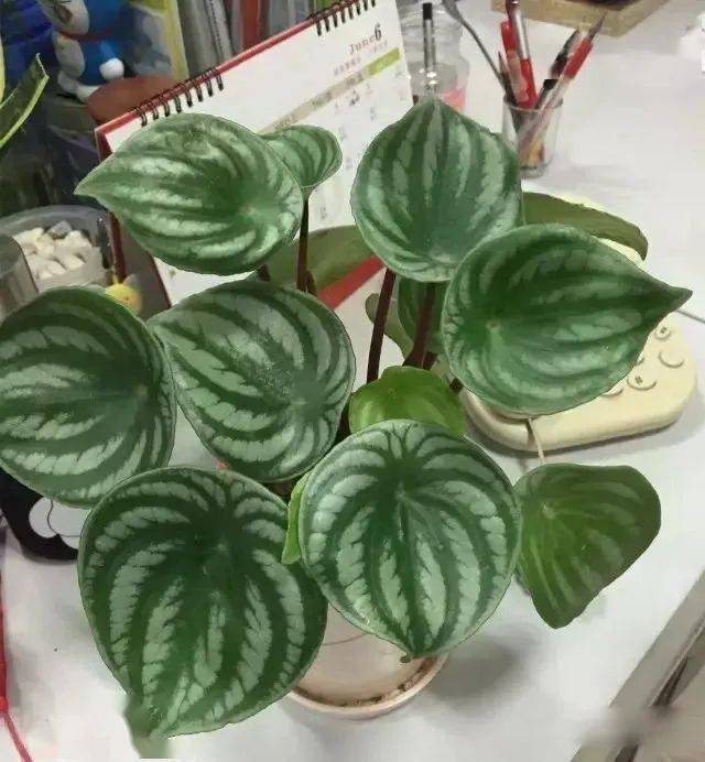 365种常见花卉图谱 