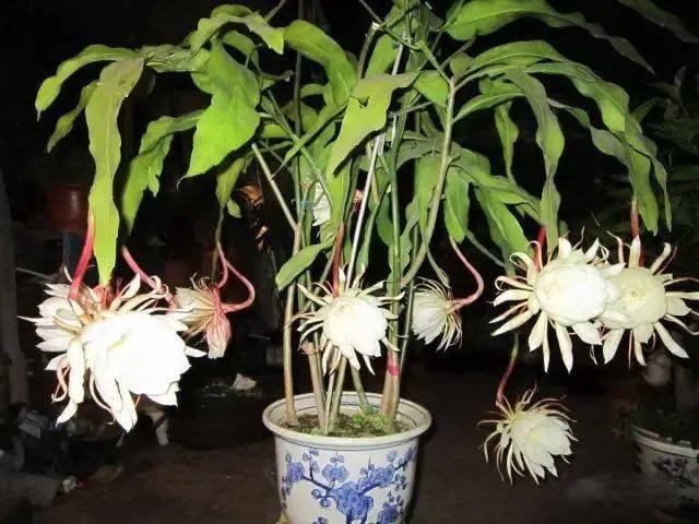 365种常见花卉图谱 